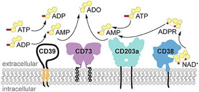 Generation and Function of Non-cell-bound CD73 in Inflammation